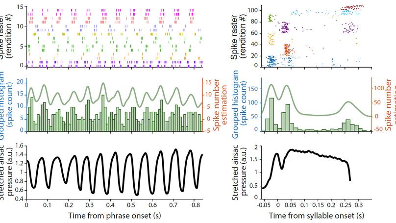 Dynamical model for the neural activity of singing Serinus canaria